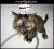 miaou 